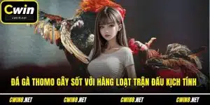 Đá gà thomo